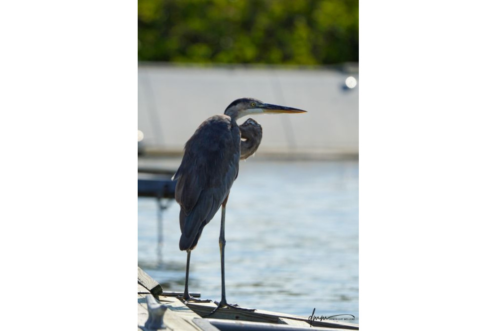Great Blue Heron 1