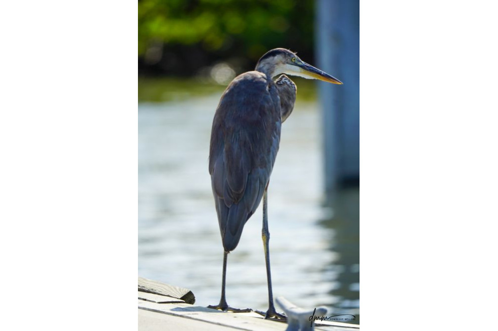 Great Blue Heron 3