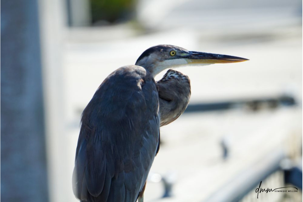 Great Blue Heron 4