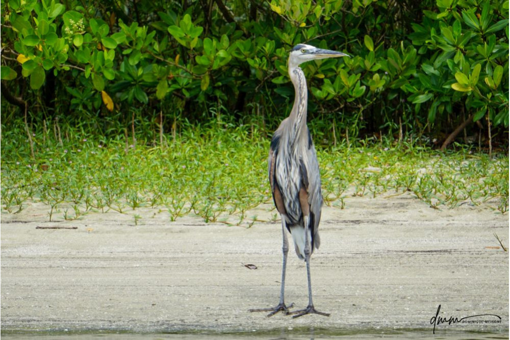 Great Blue Heron 6