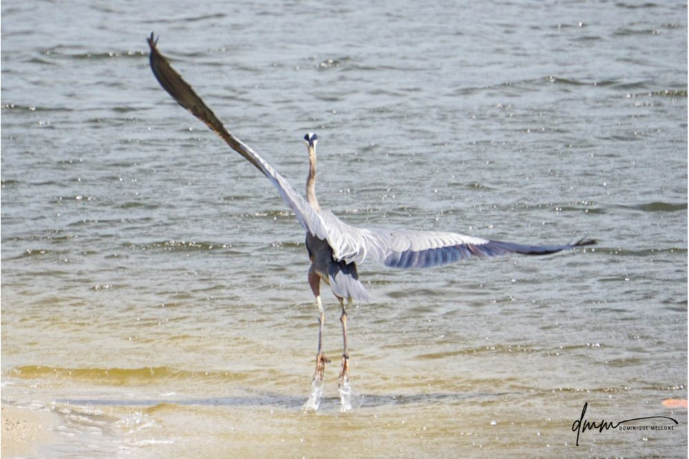 Great Blue Heron- Takeoff