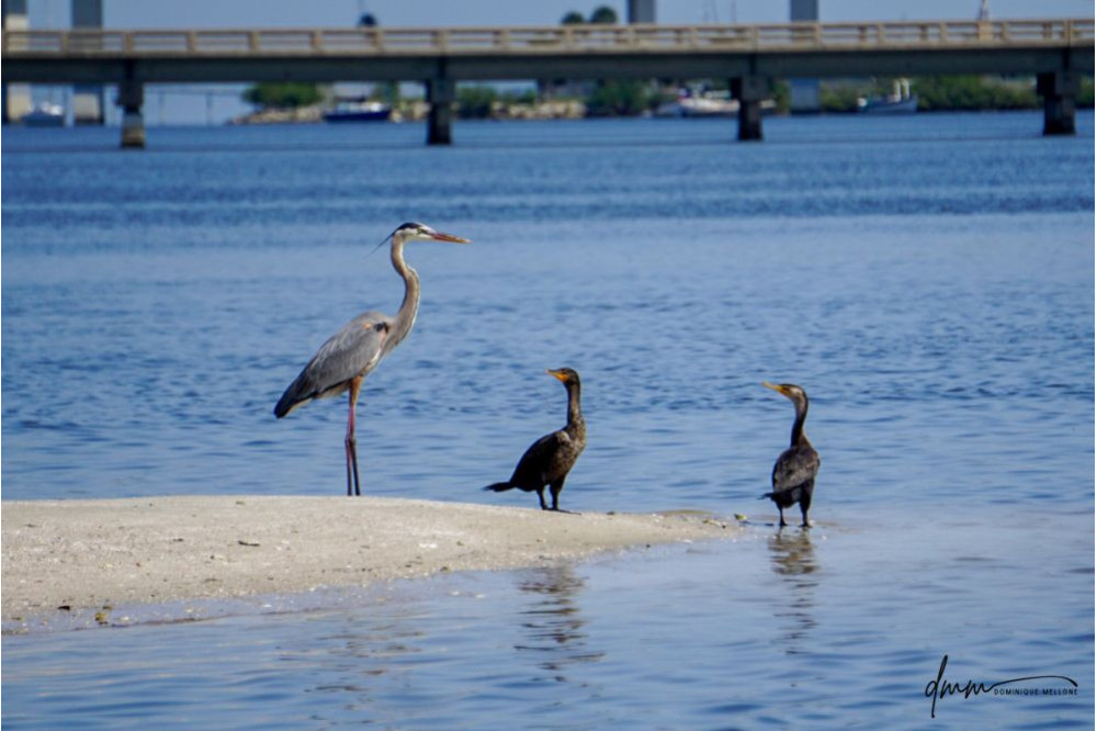 Great Blue Heron and Double-Crested Cormorant 1
