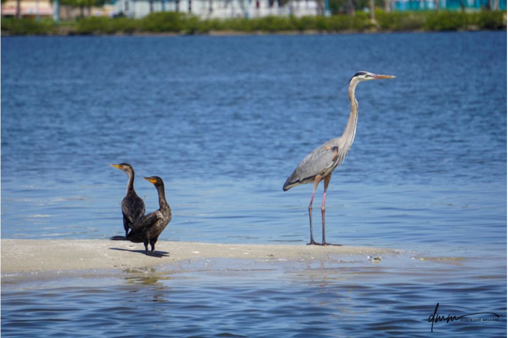 Great Blue Heron and Double-Crested Cormorant 2