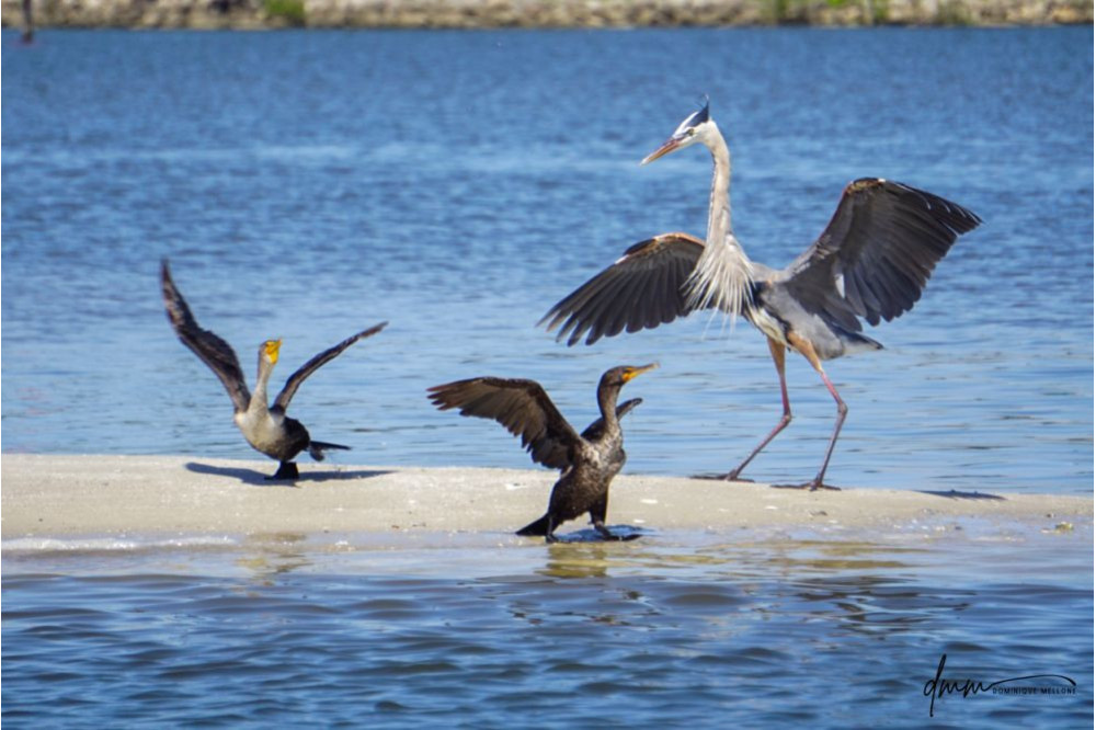 Great Blue Heron and Double-Crested Cormorant 3