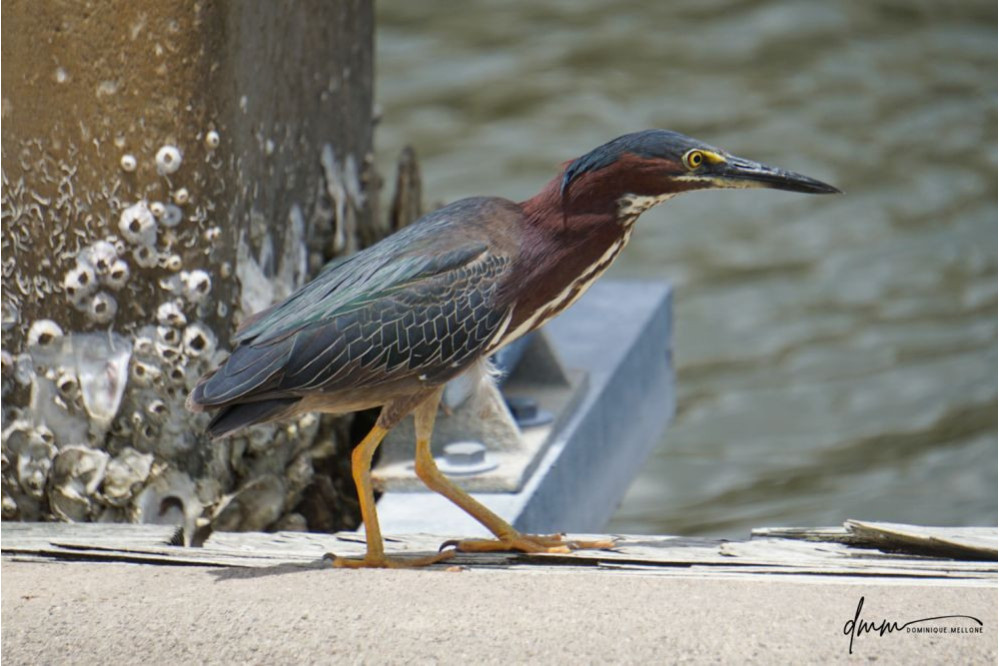Green Heron 1
