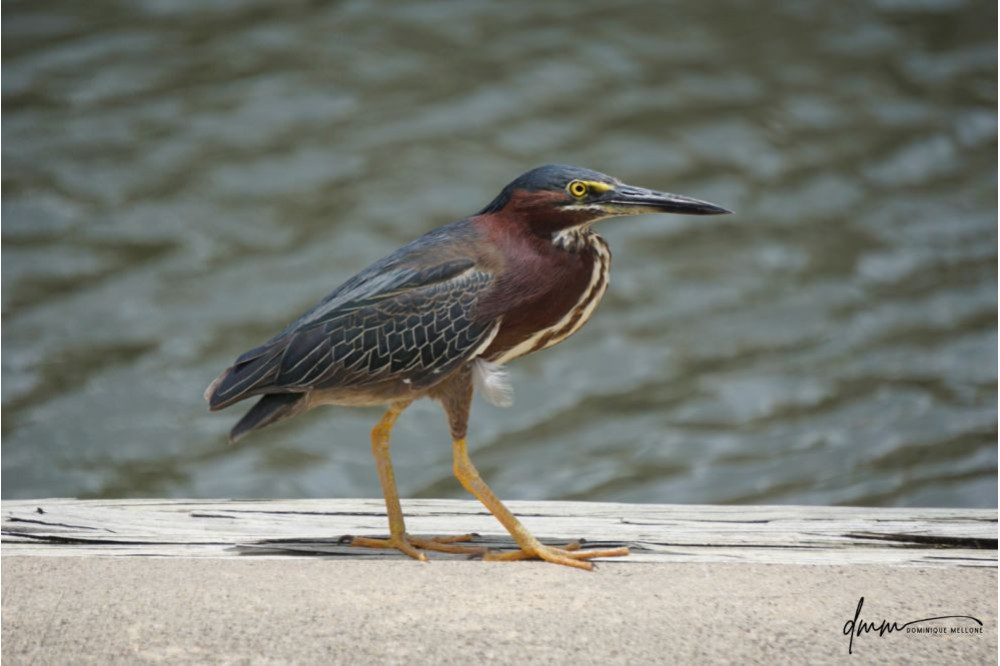 Green Heron 2