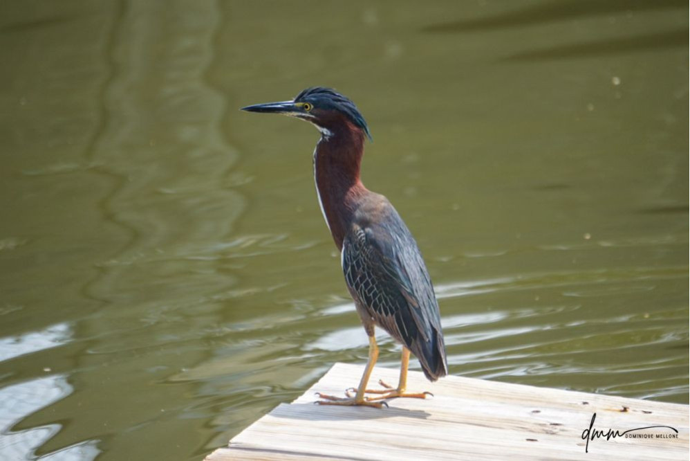 Green Heron 3