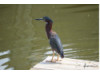 Green Heron 3