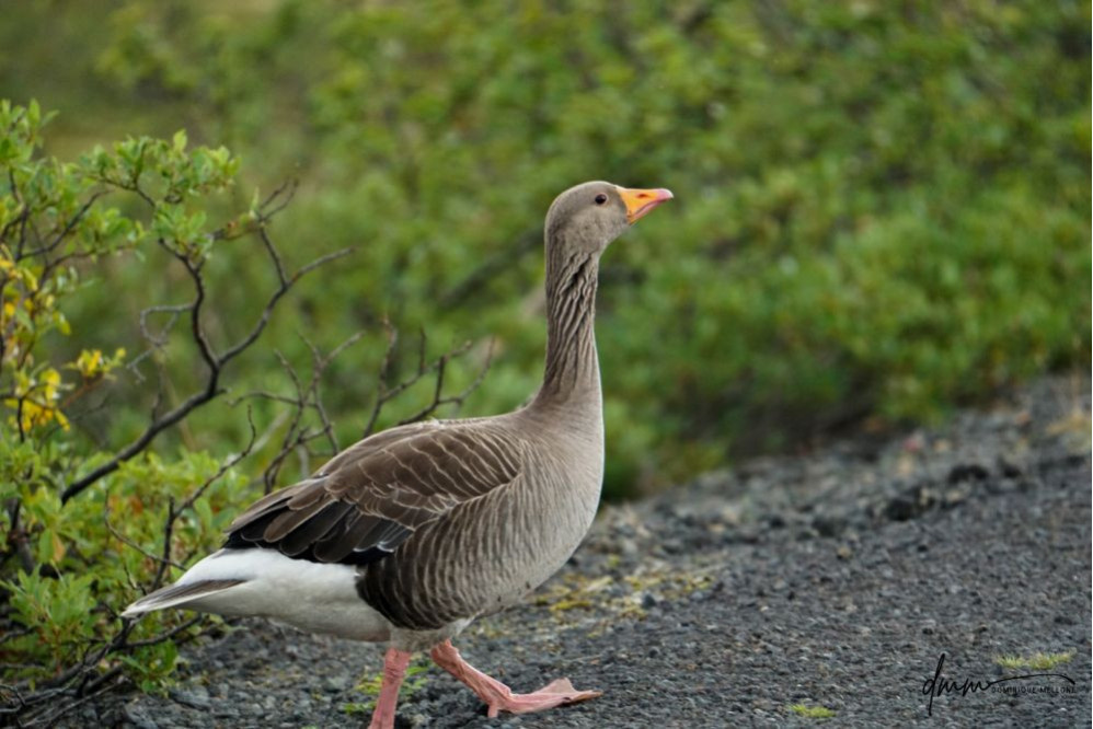 Greylag Goose 1