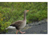Greylag Goose 1