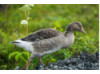Greylag Goose 2