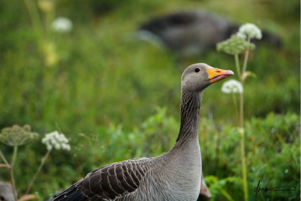 Greylag Goose 3