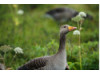 Greylag Goose 3