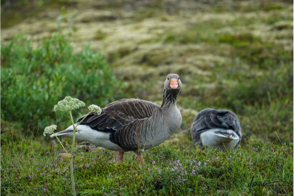 Greylag Goose 4