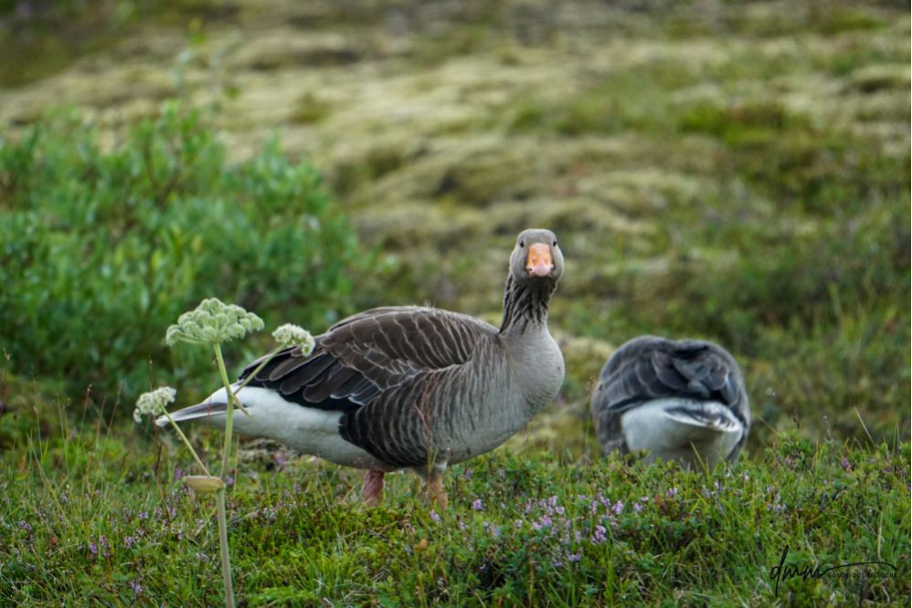 Greylag Goose 4