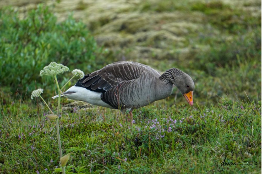 Greylag Goose 5