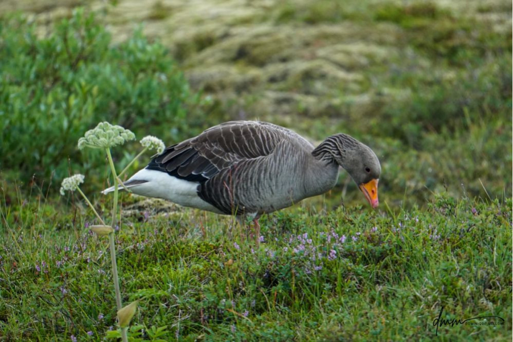 Greylag Goose 5