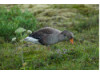 Greylag Goose 5