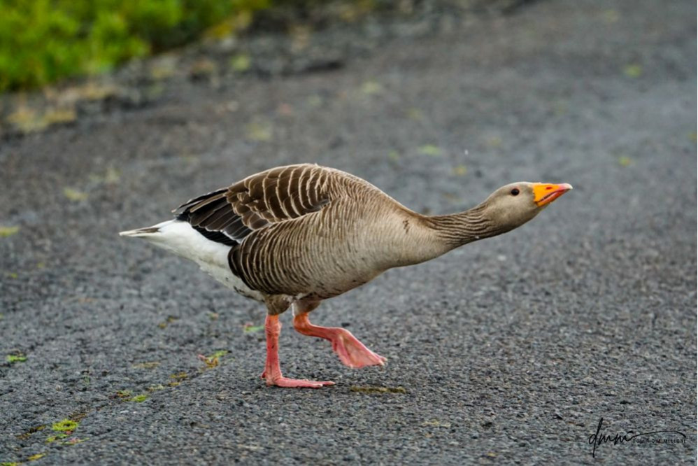 Greylag Goose 6