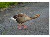 Greylag Goose 6