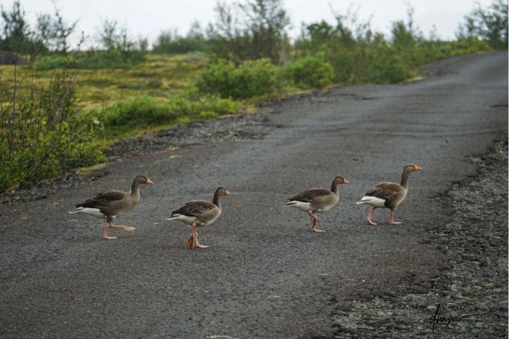 Greylag Goose- Crossing Road