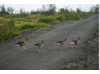 Greylag Goose- Crossing Road