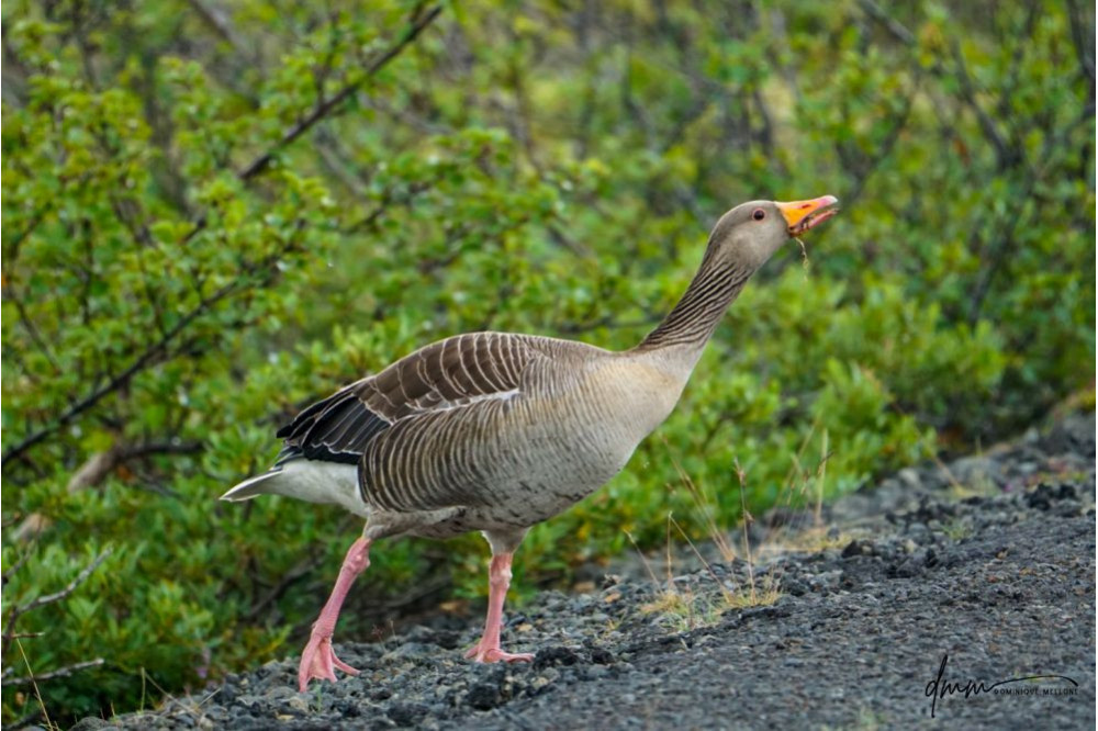 Greylag Goose- Eating 1