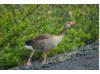Greylag Goose- Eating 1