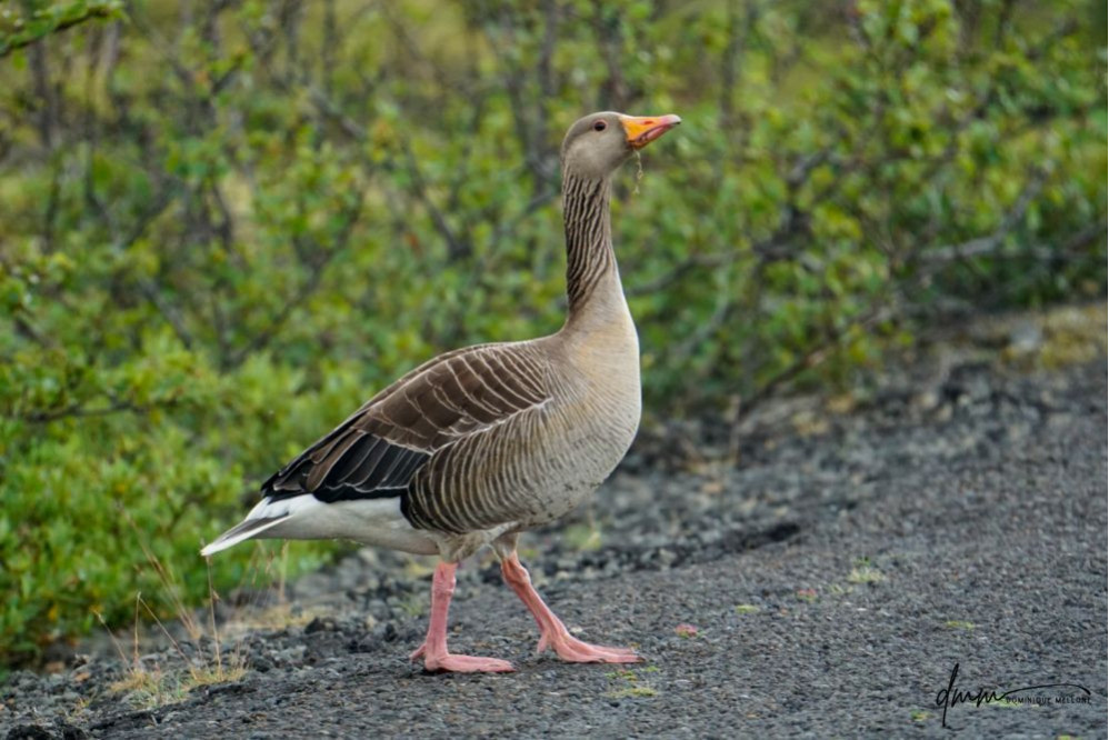 Greylag Goose- Eating 2