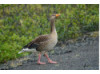 Greylag Goose- Eating 2