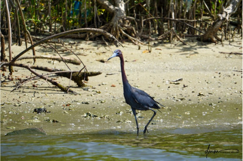 Little Blue Heron