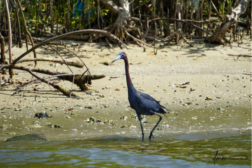 Little Blue Heron