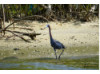 Little Blue Heron