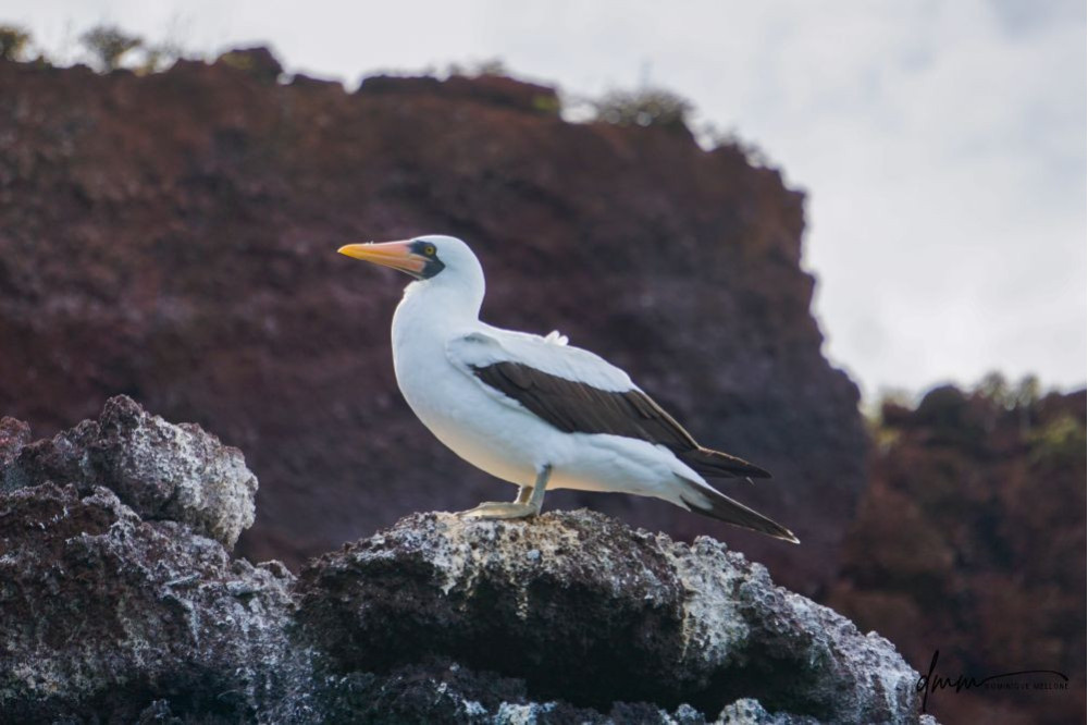 Nazca Booby