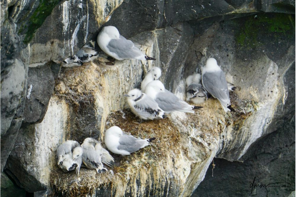 Northern Fulmar- Chick Nest