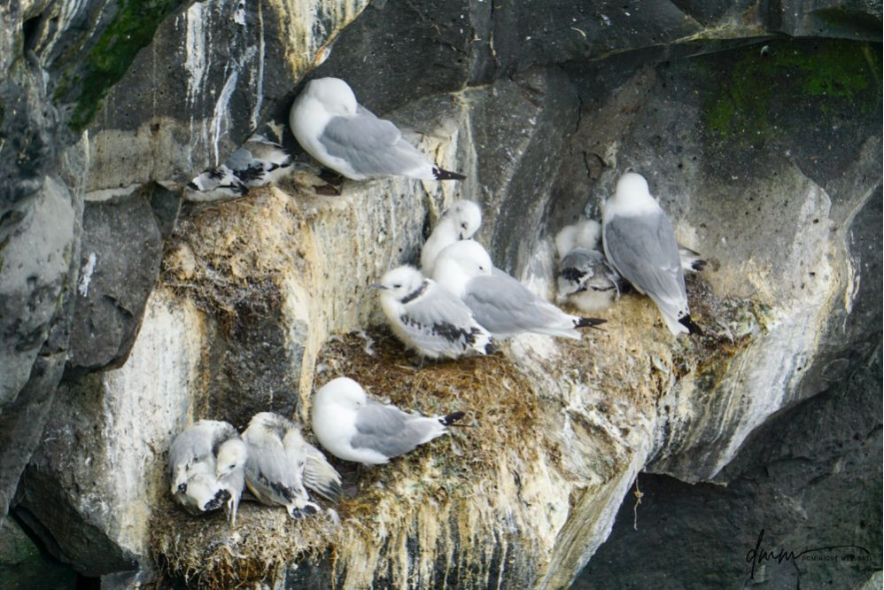 Northern Fulmar- Chick Nest