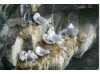 Northern Fulmar- Chick Nest