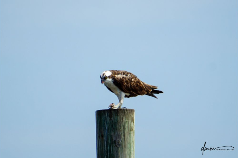 Osprey- Eating Fish