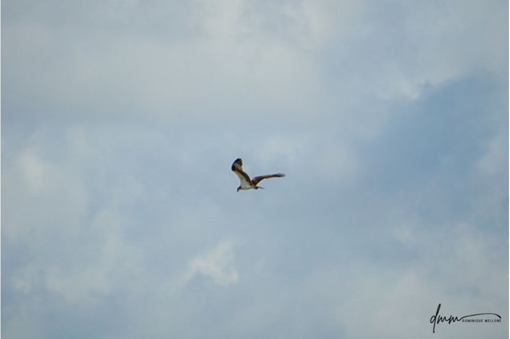 Osprey- Flying 1