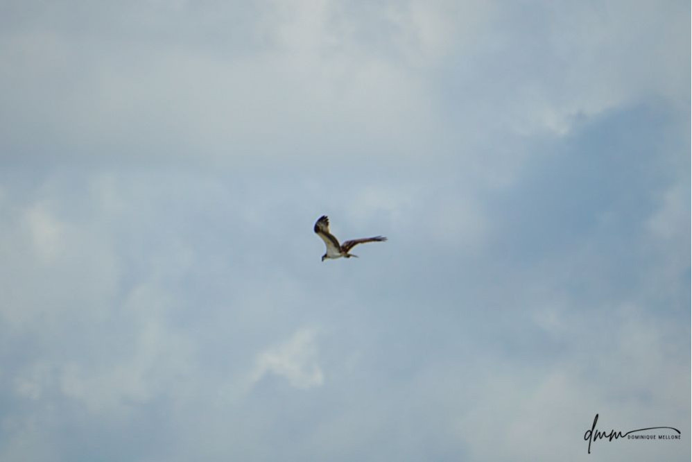 Osprey- Flying 1