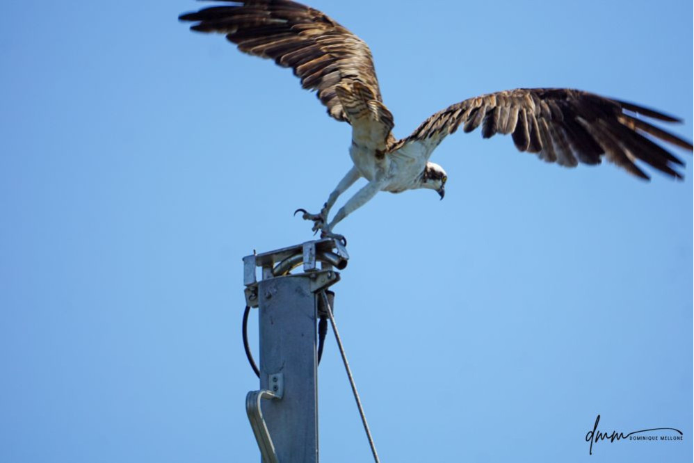 Osprey- Flying 2