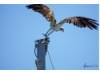 Osprey- Flying 2