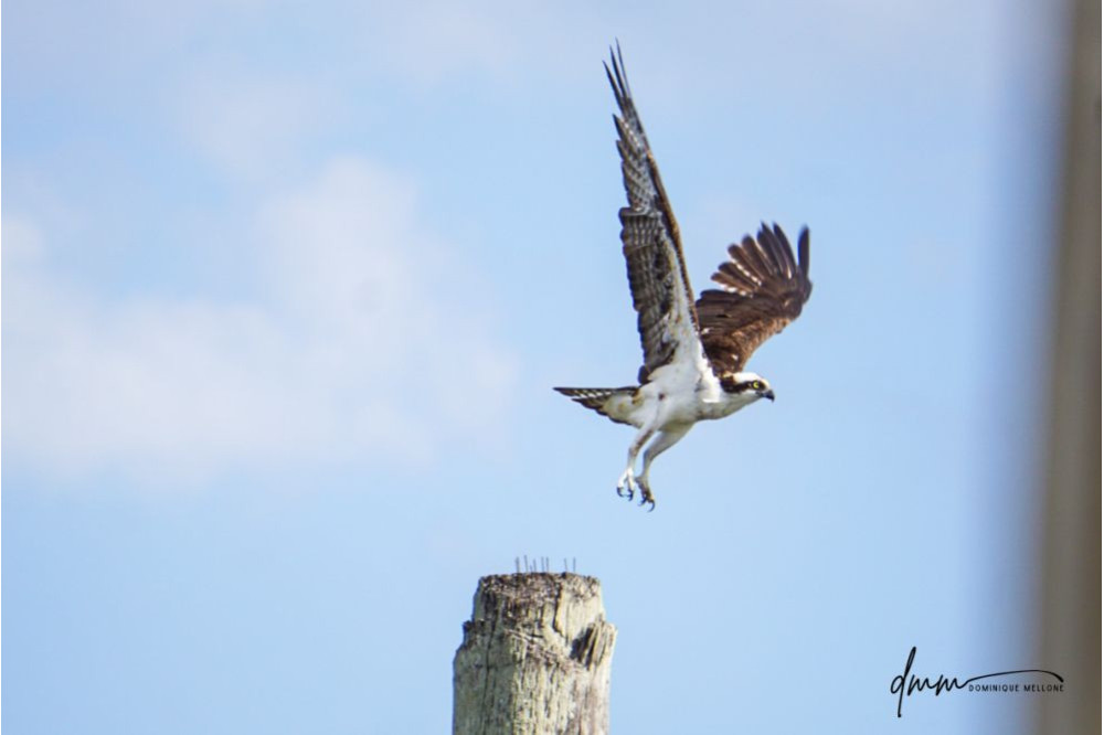 Osprey- Flying 3
