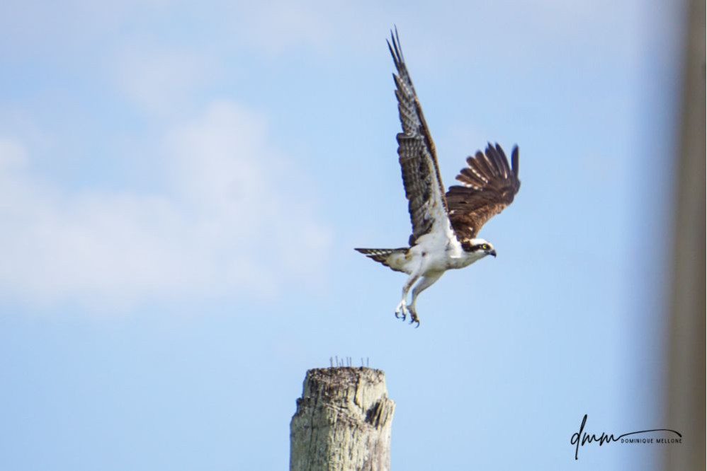 Osprey- Flying 3