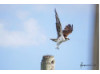 Osprey- Flying 3