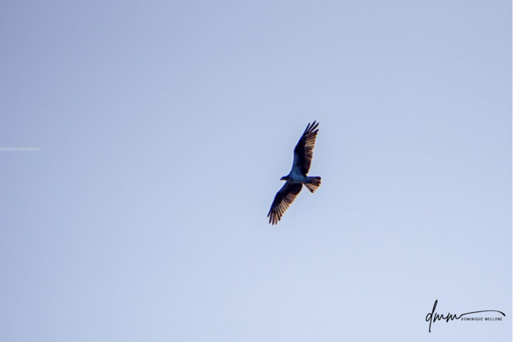 Osprey- Flying 4