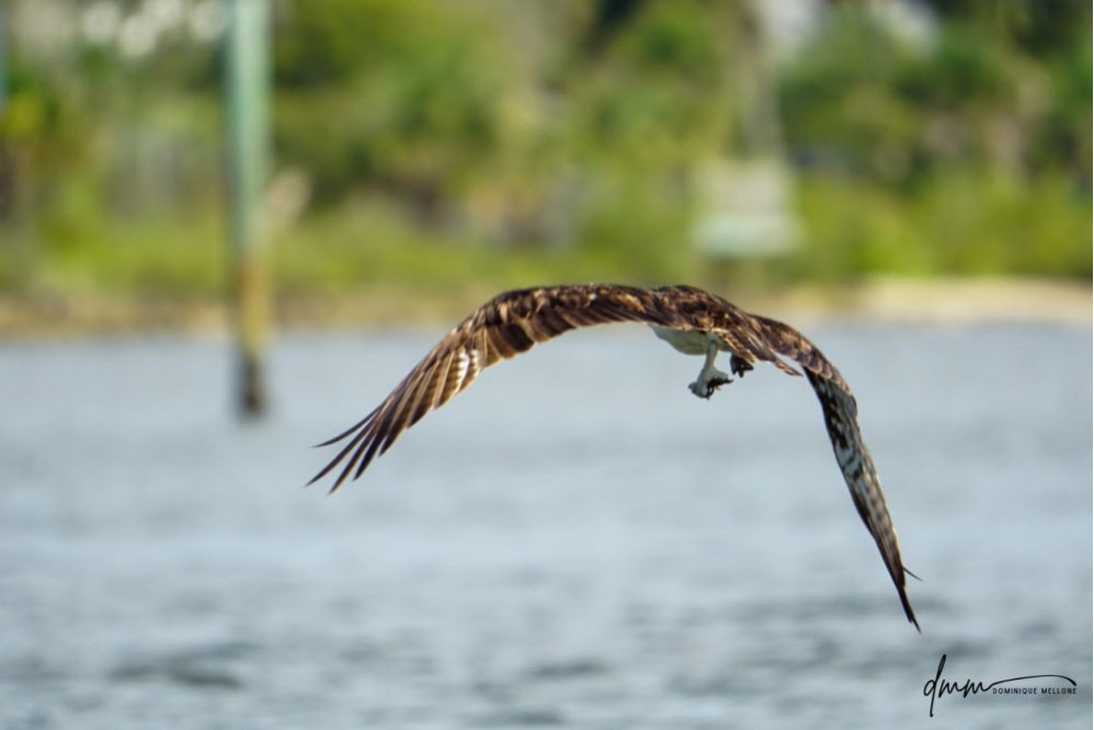 Osprey- Flying with Fish 1
