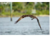 Osprey- Flying with Fish 1