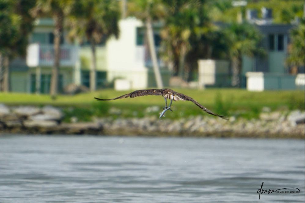 Osprey- Flying with Fish 2