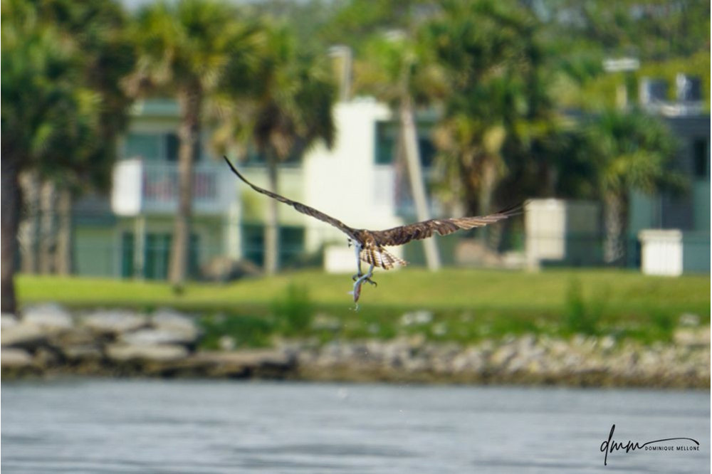 Osprey- Flying with Fish 3